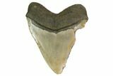 Huge, Fossil Megalodon Tooth - North Carolina #172605-2